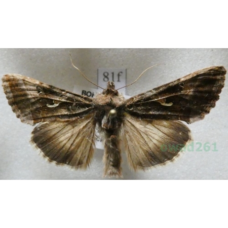 Autographa gamma (Linnaeus, 1758) Błyszczka jarzynówka Czech81f